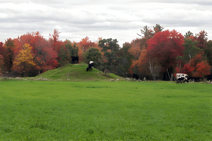 Cows grazing in the meadow on a background of autumn forest, Monroe County, Wisconsin,