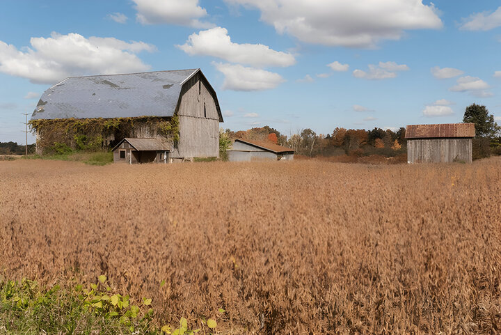 Abandoned barn in the middle of the field of ripe soybeans