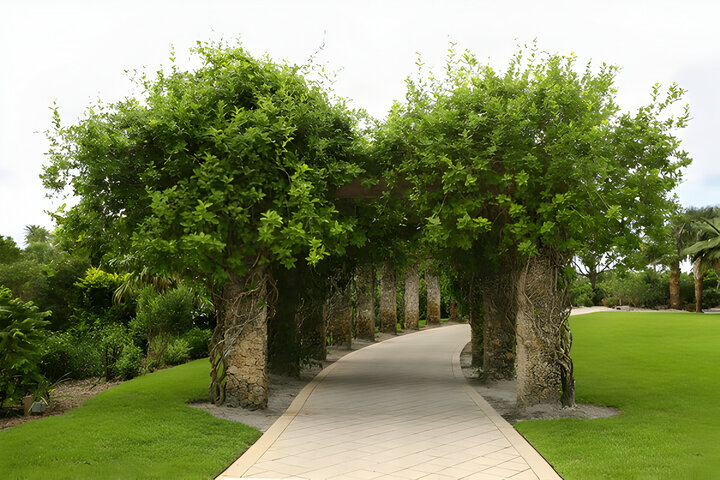 Two rows of matching columns with queens wreath vine growing on top separated by a curved paved path in Naples, Florida