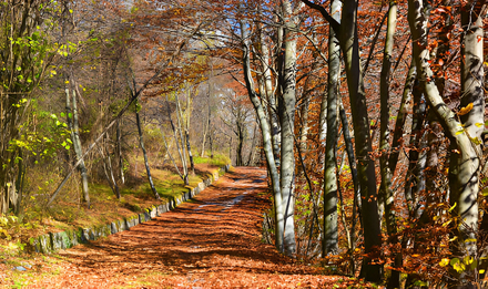 The dawn sun illuminates the autumn path in the forest of Montreal