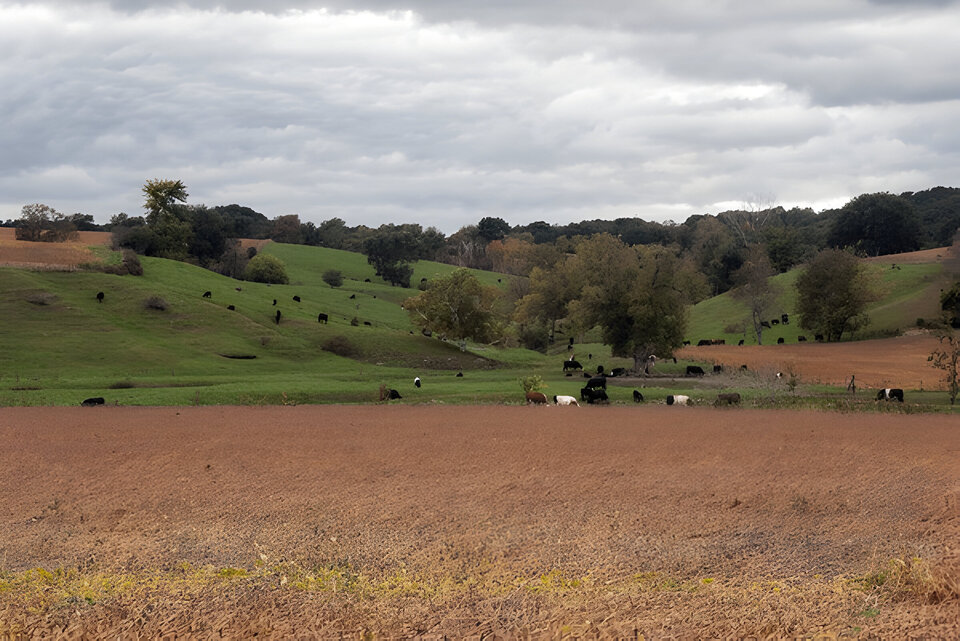 A herd of cows grazing on a hilly pasture, Monroe County, Wisconsin, USA