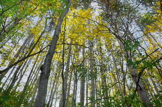 University of Wisconsin-Madison Arboretum